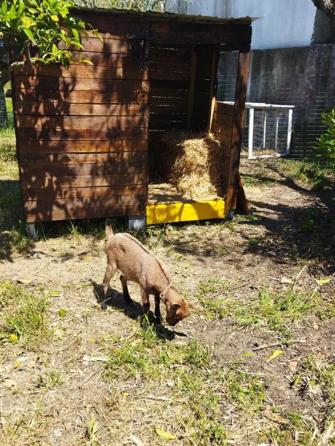 Casa Das Laranjeiras E Parque Infantil Azeitao Esterno foto